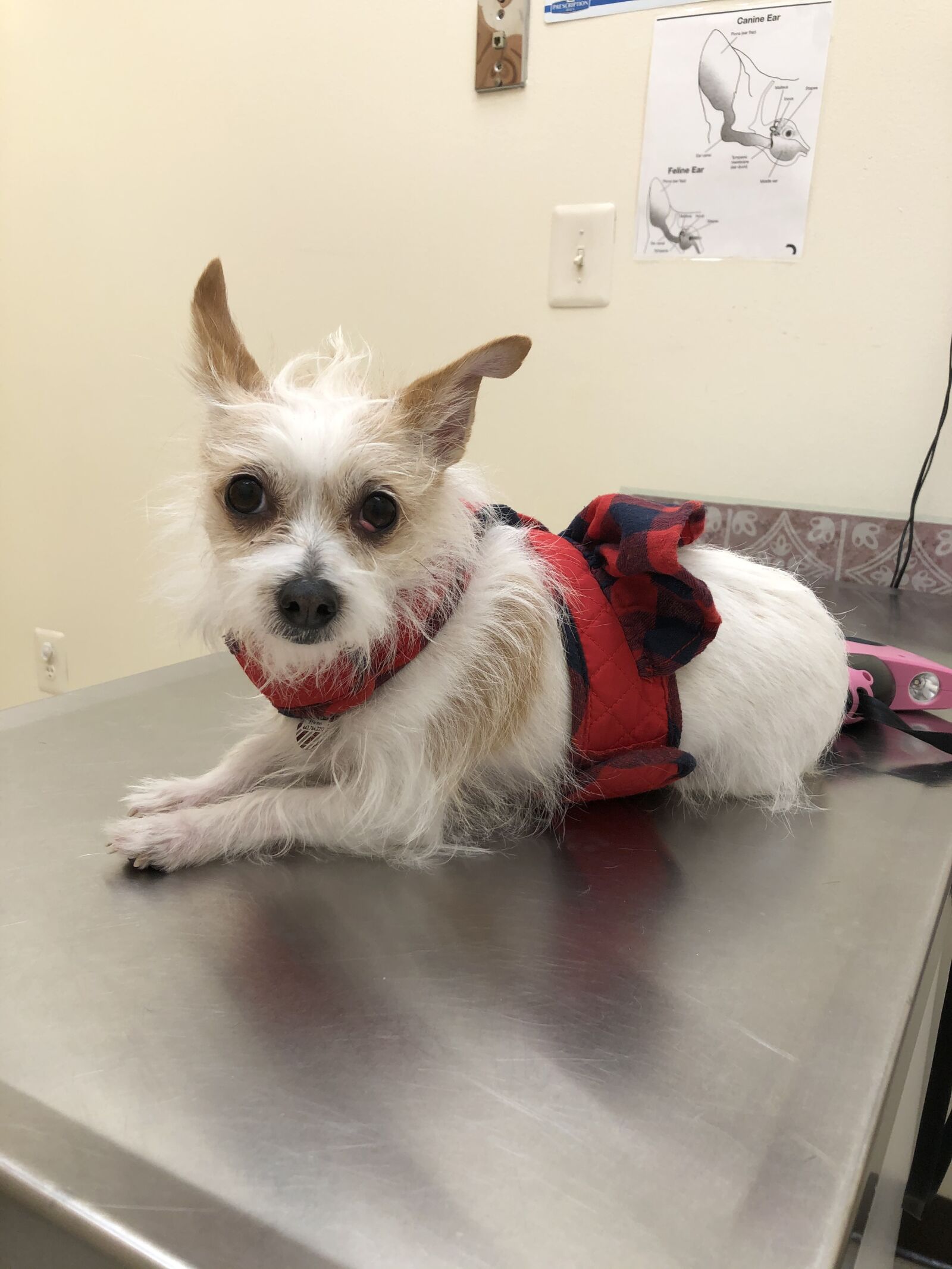 iPhone 8 Plus back dual camera 3.99mm f/1.8 sample photo. Puppy, chihuahua, veterinarian photography