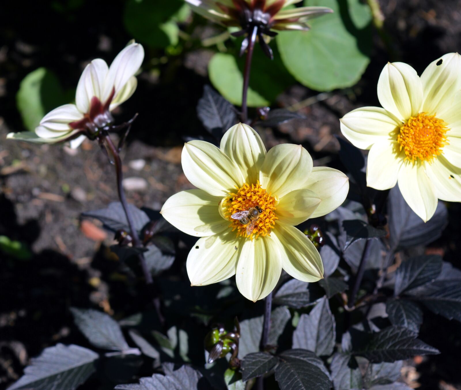 Nikon D3200 sample photo. Dahlia, flower, blossom photography