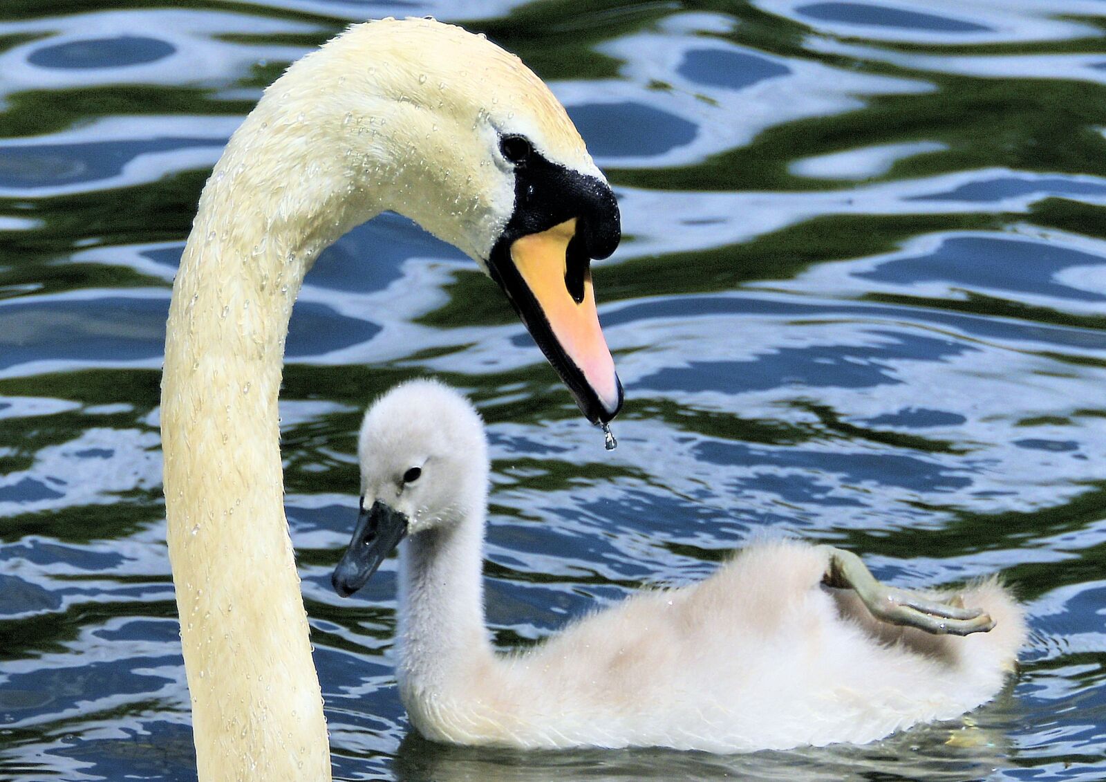 Nikon D850 sample photo. Swan, cygnet, animal photography