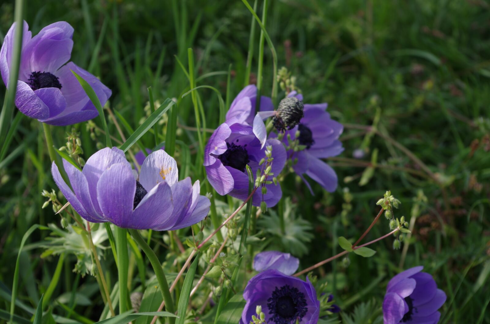 Pentax K-30 sample photo. Flower, nature, plant photography