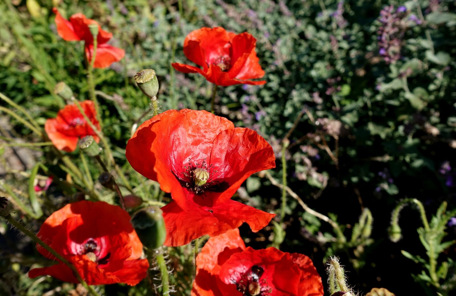 Sony DSC-RX100M5 sample photo. Poppy, red, flower photography