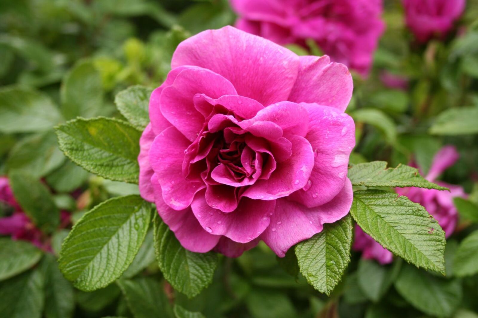 Canon EOS 350D (EOS Digital Rebel XT / EOS Kiss Digital N) sample photo. Beautiful, beauty, bloom photography