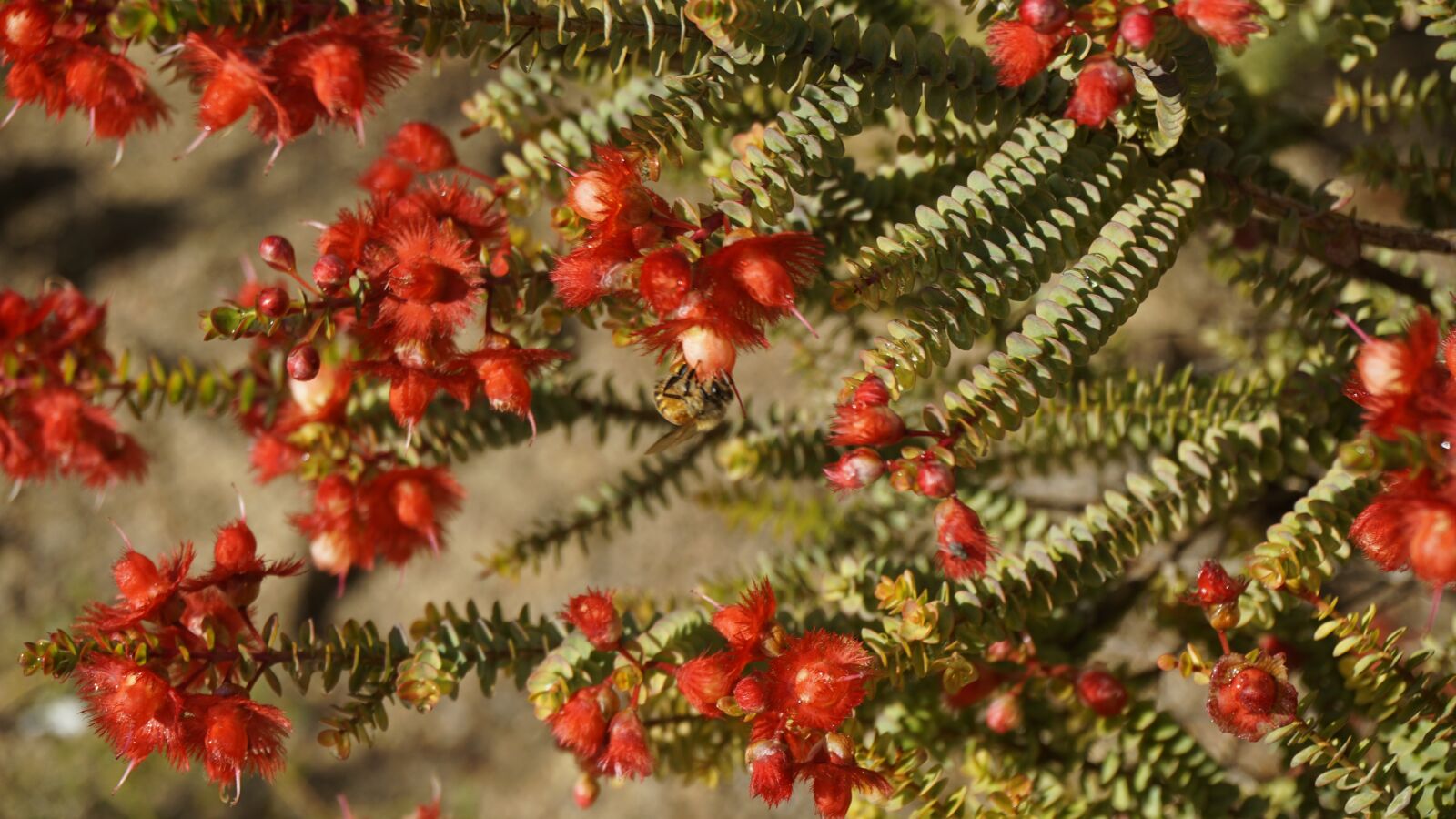 Sony a6000 sample photo. Botany, plant, nature photography