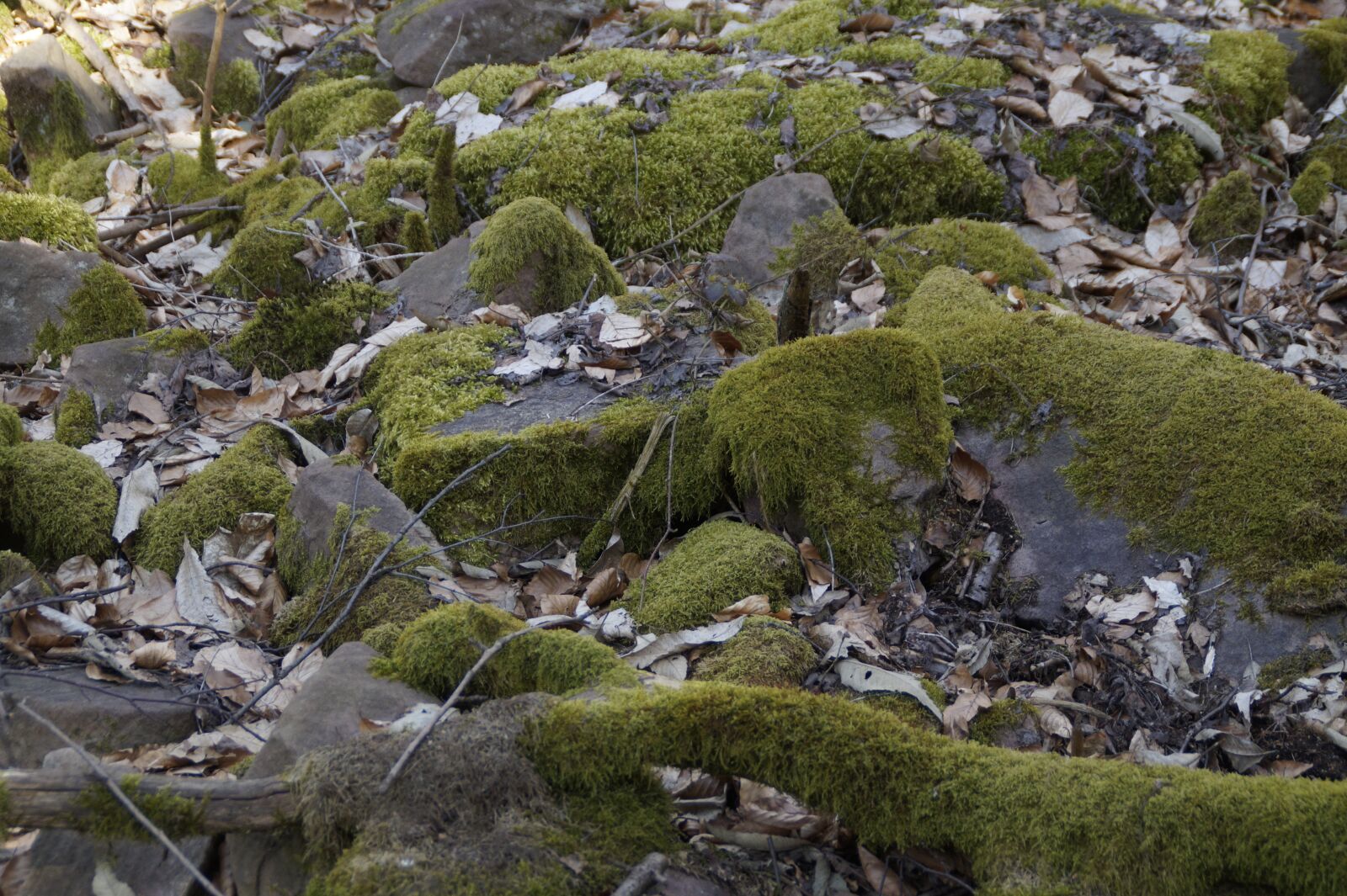 Sony SLT-A58 sample photo. Nature, stone, forest floor photography