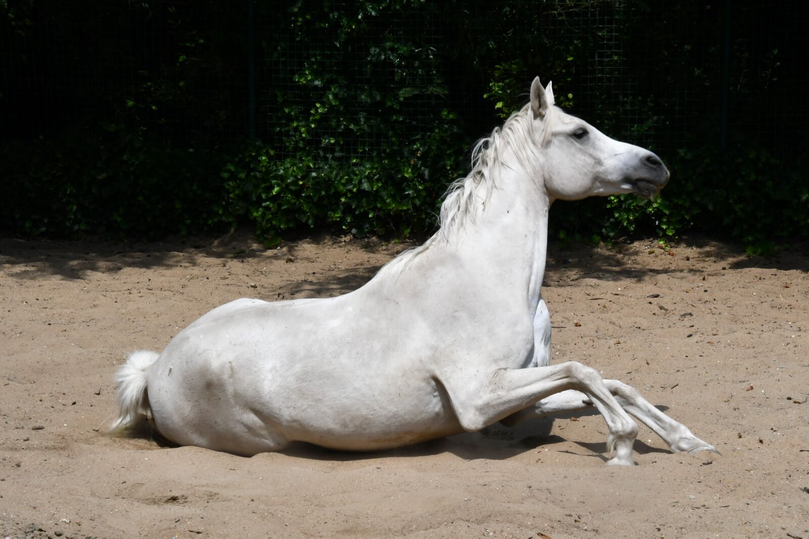 Nikon D7500 sample photo. Horse, white, lying photography