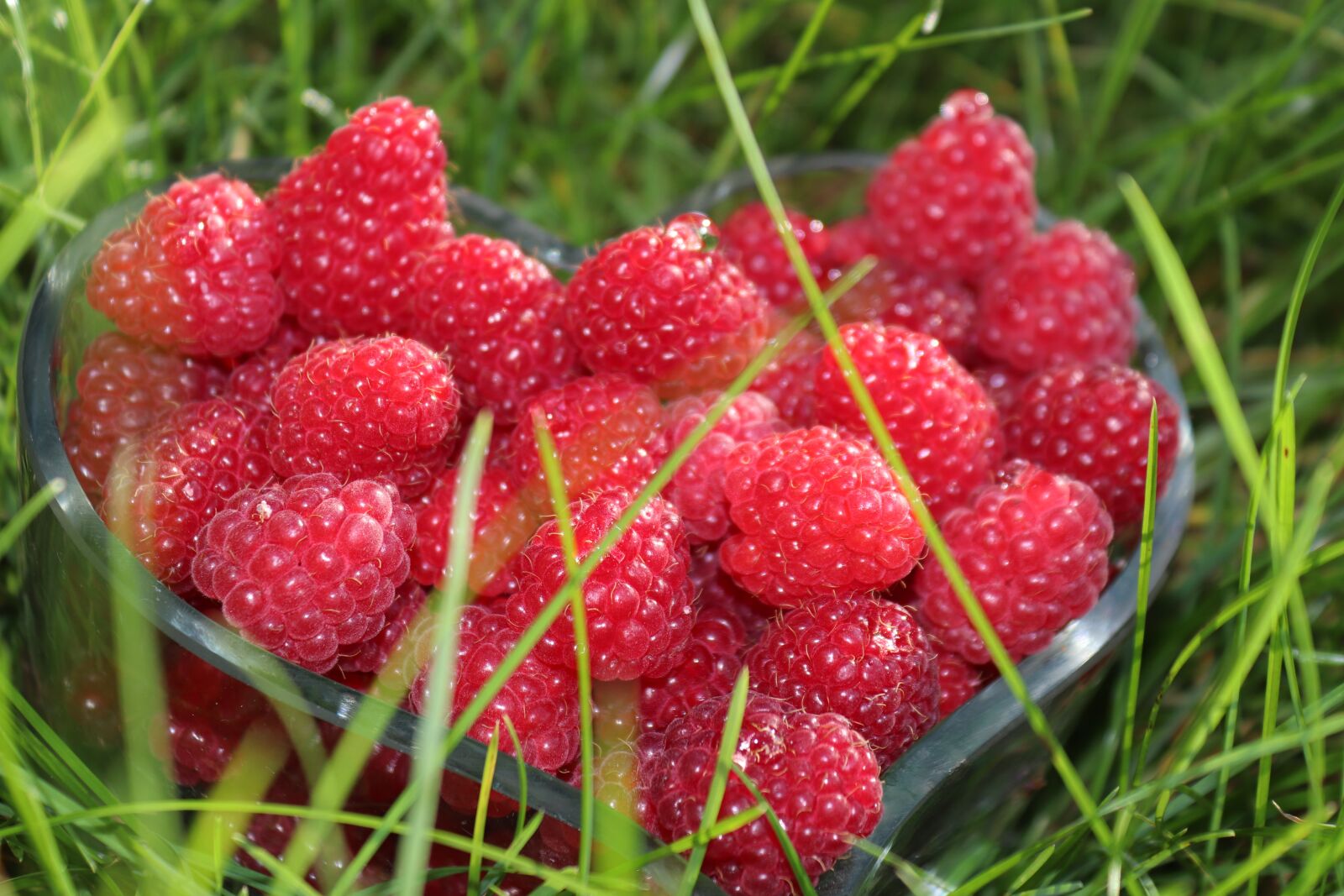Canon EOS 200D (EOS Rebel SL2 / EOS Kiss X9) sample photo. Raspberries, fruit, fruits photography
