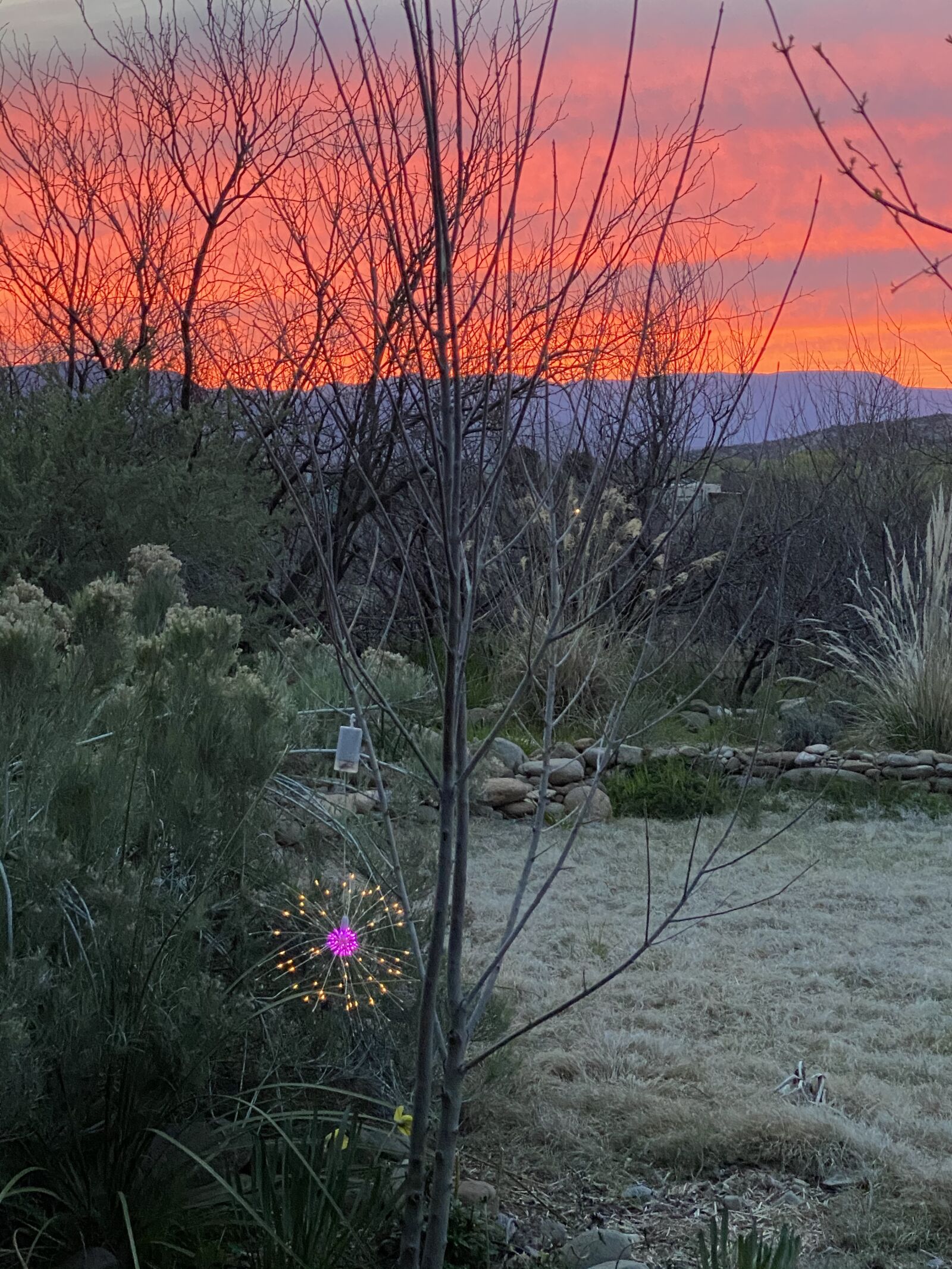 Apple iPhone 11 Pro sample photo. Sunset, garden at night photography