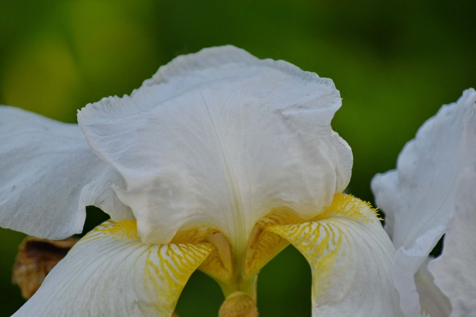 Nikon D5500 sample photo. Detail, iris, white, yellowish photography