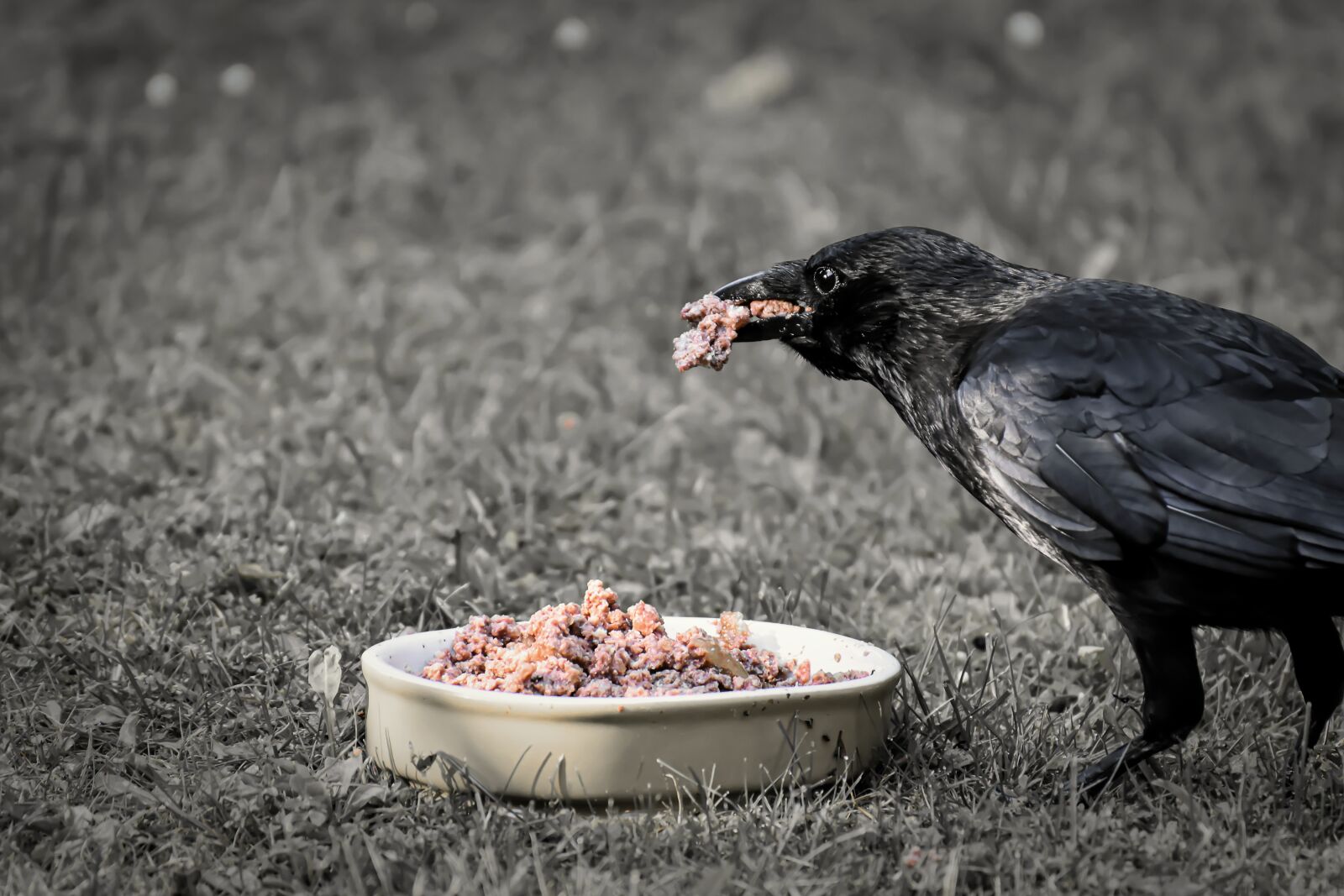 Nikon D7200 sample photo. Raven bird, crows bird photography