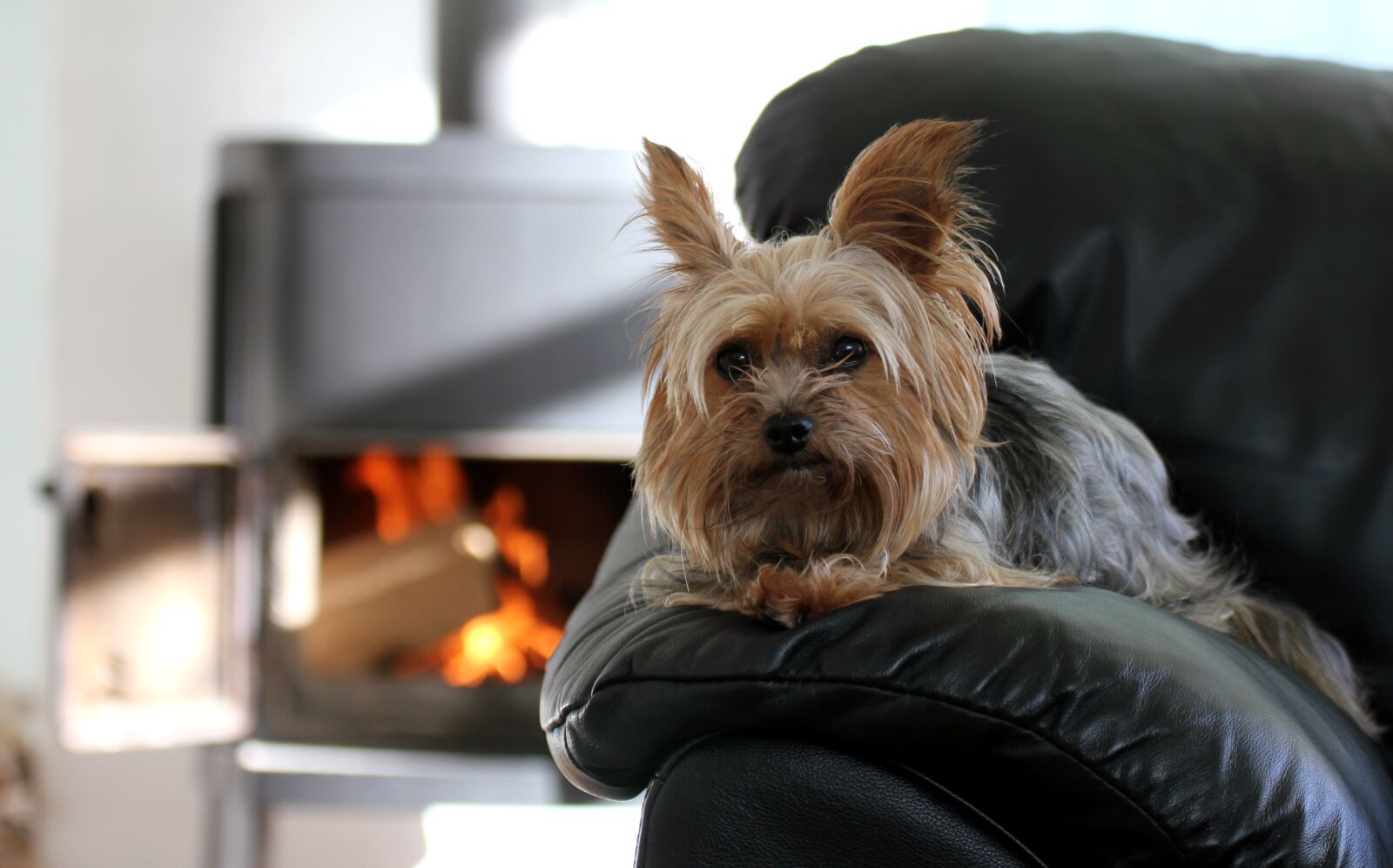 Canon EOS 550D (EOS Rebel T2i / EOS Kiss X4) sample photo. Dog, sina, small photography