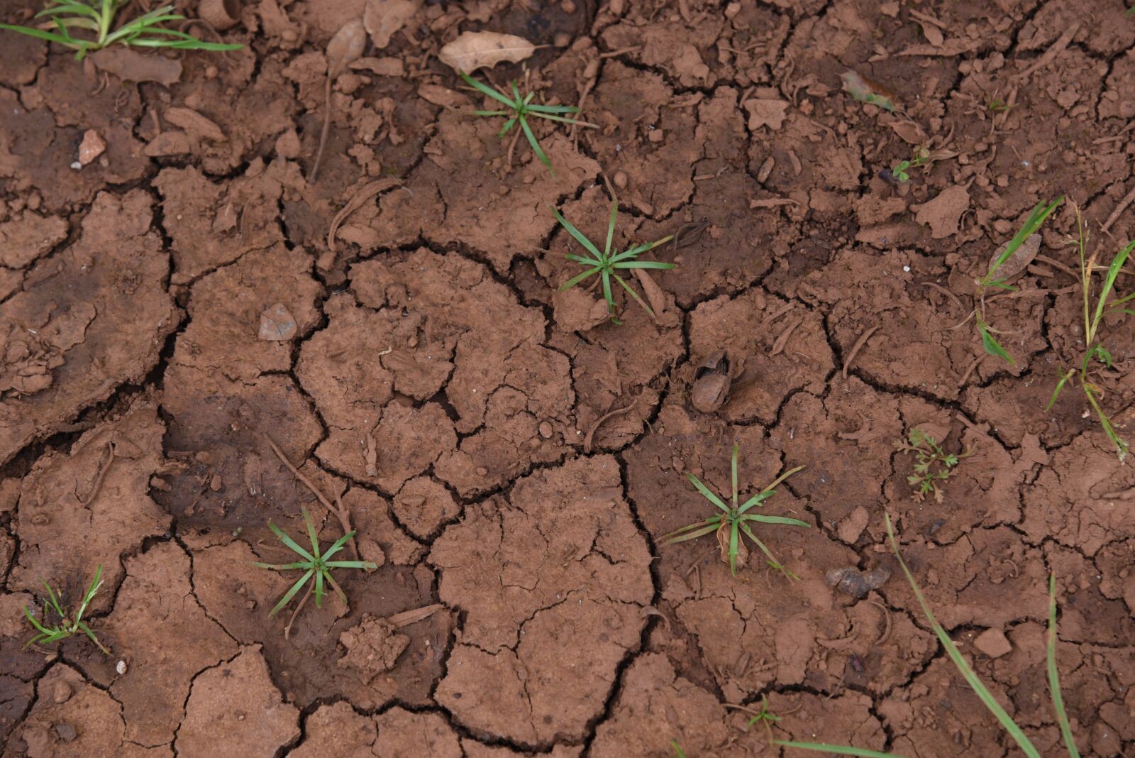 Nikon D750 sample photo. Clay, ground, dry photography