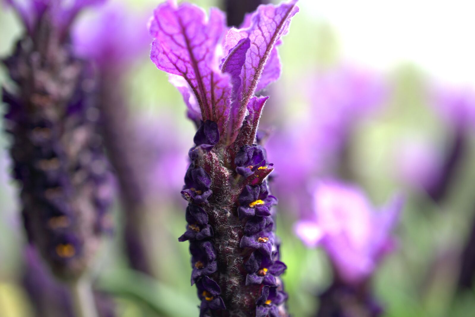 Sony E 30mm F3.5 Macro sample photo. Lavender, flower, blossom photography