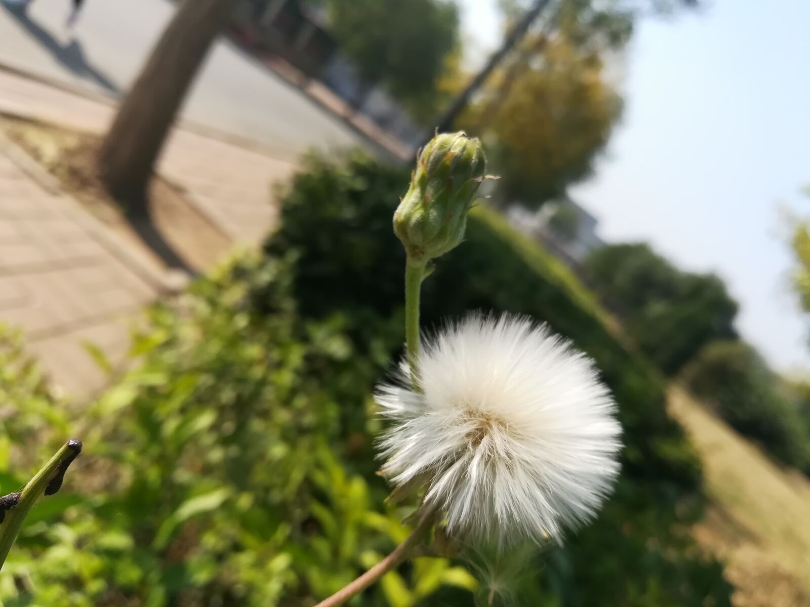 HUAWEI c??Eu?s 6X sample photo