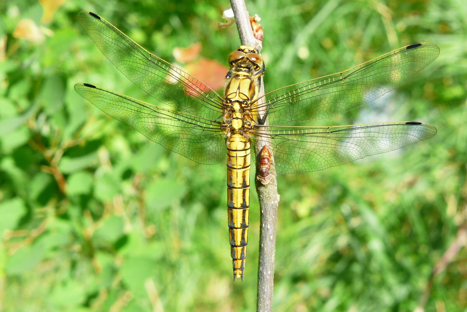 Panasonic Lumix DMC-FZ200 sample photo. Animals, invertebrates, insect photography