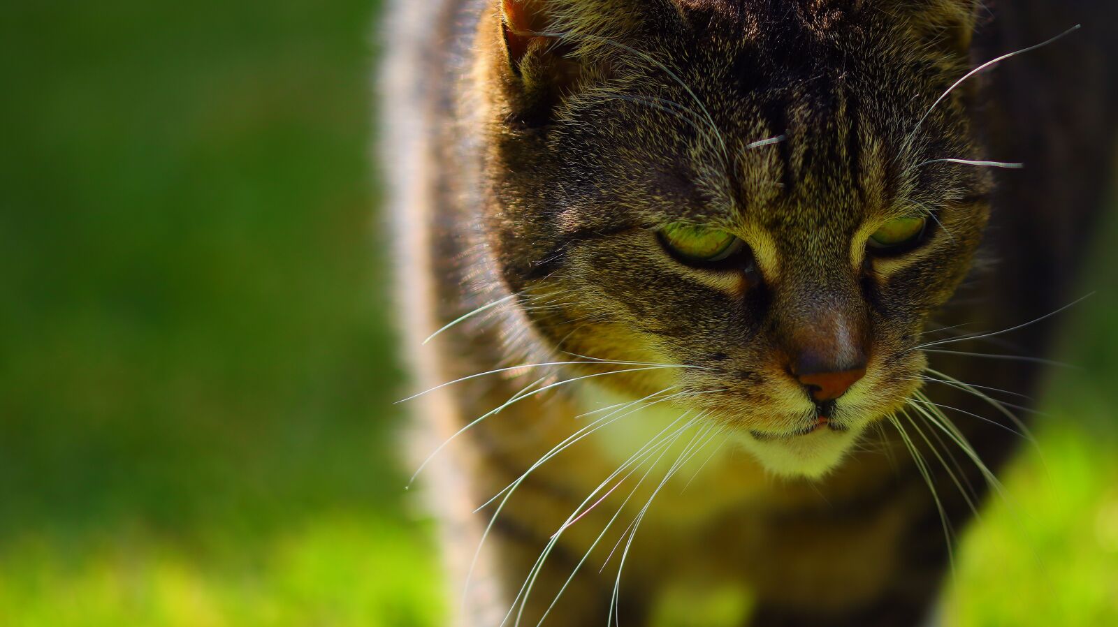 Canon EOS M50 (EOS Kiss M) sample photo. Cat, pet, kitten photography