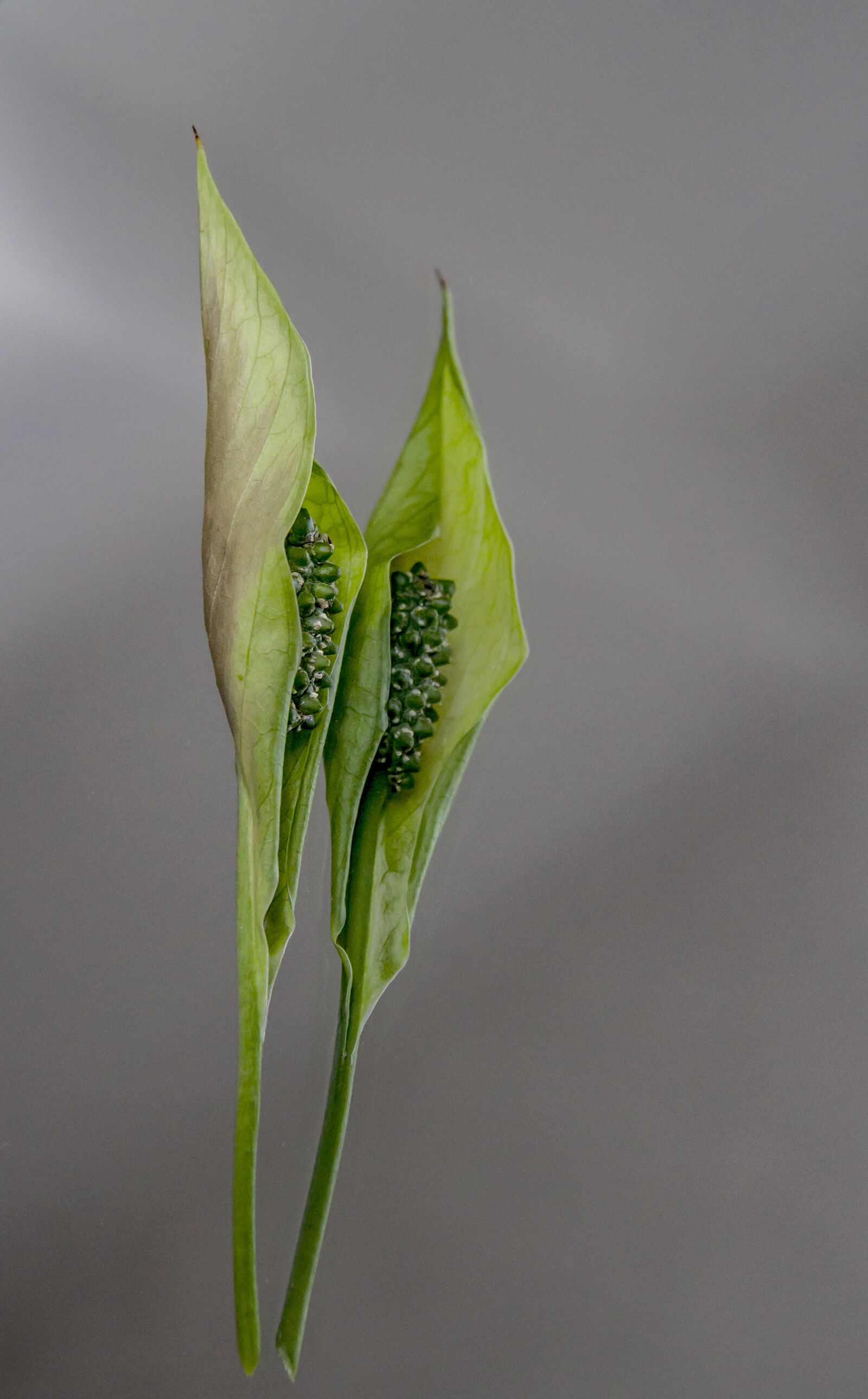 Canon EOS 7D sample photo. Reflection, lily, flower photography