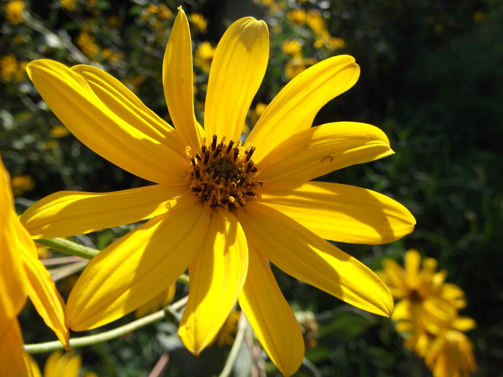 Fujifilm FinePix AX250 sample photo. Wildflower, wild flower, yellow photography