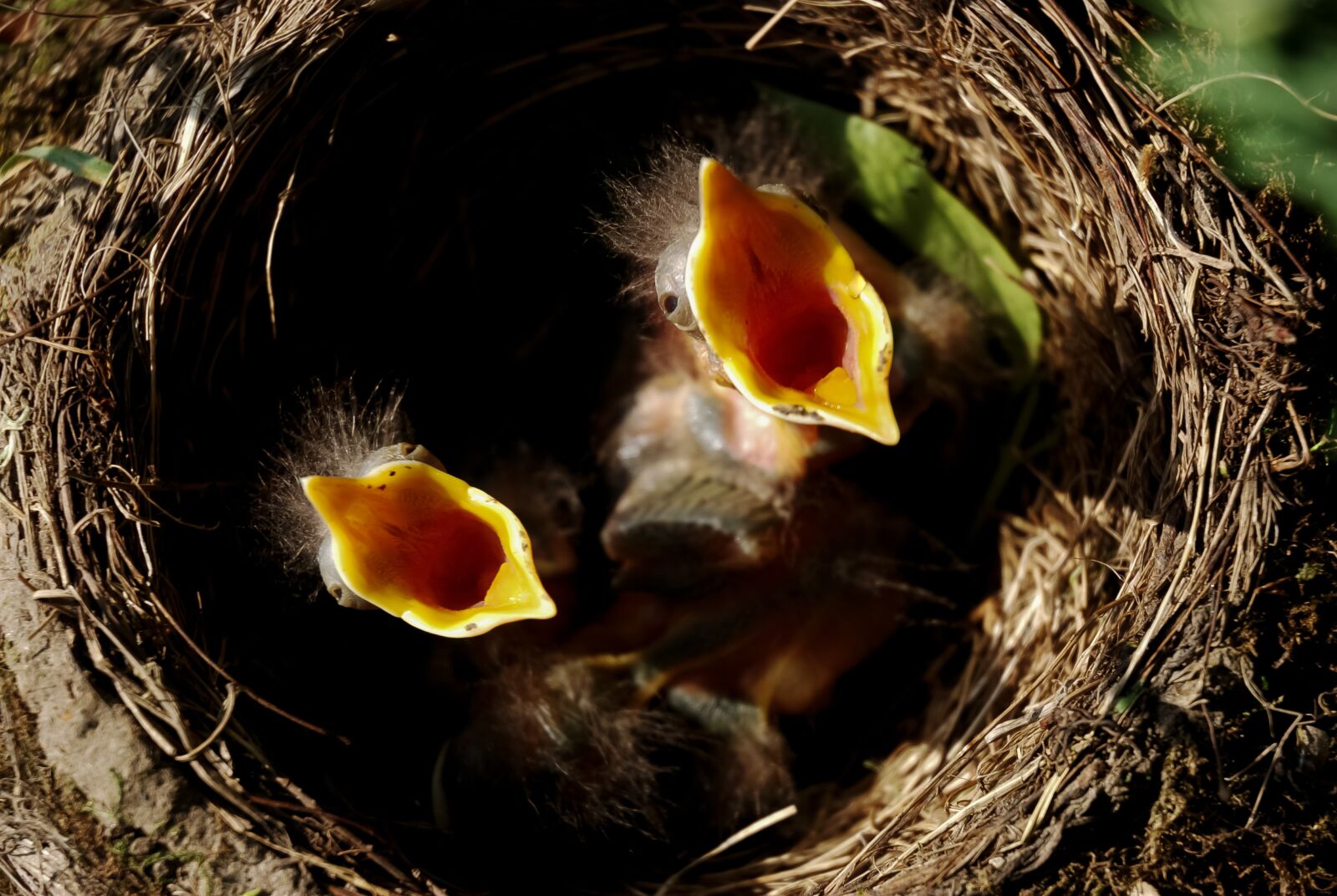 Nikon D80 sample photo. Chick, nest, hungry photography