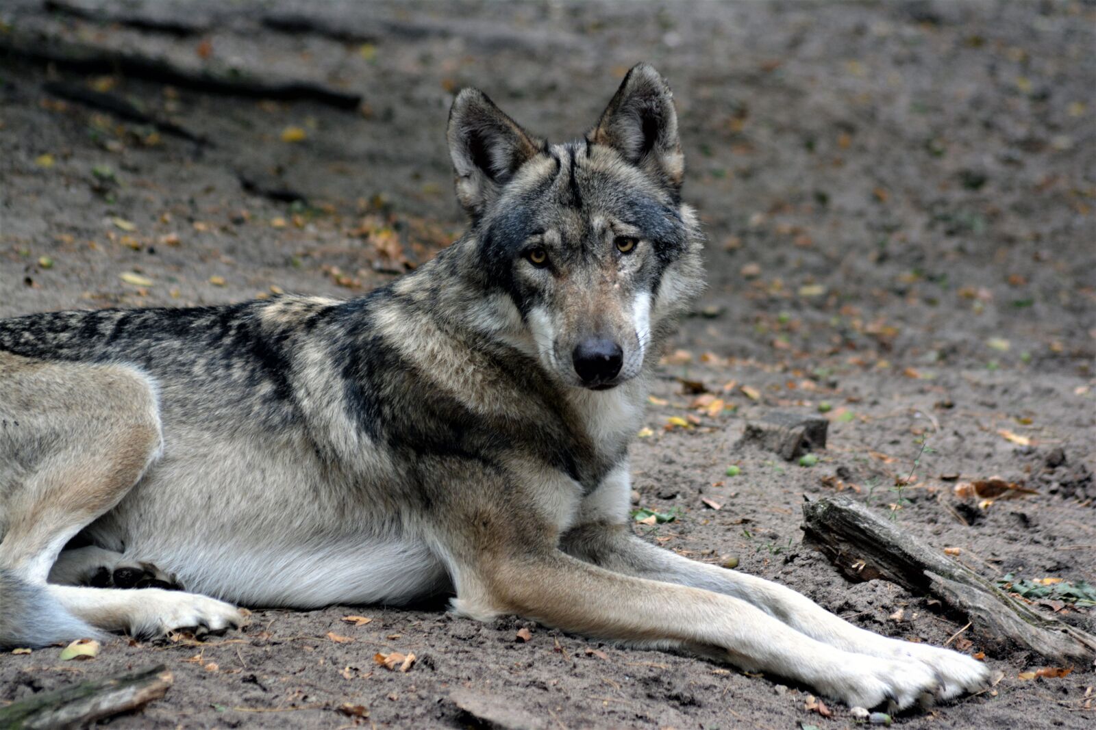Nikon D5200 sample photo. Wolf, close up, nature photography