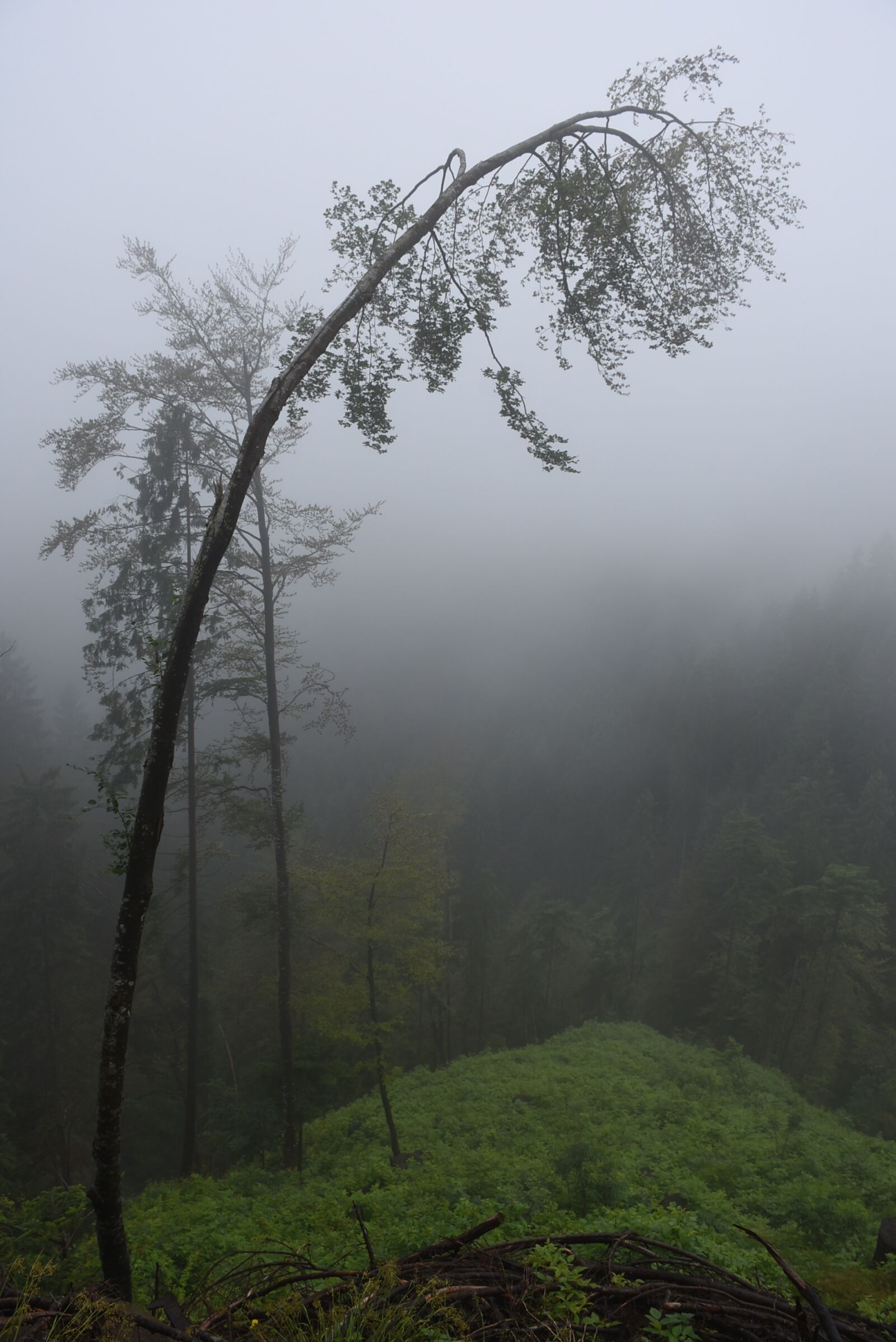 Nikon D7200 sample photo. Deciduous tree, fog, trees photography
