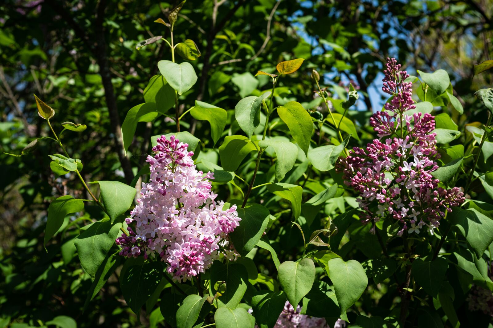Panasonic Leica DG Summilux 25mm F1.4 II ASPH sample photo. Lilac, pink lilac, flower photography