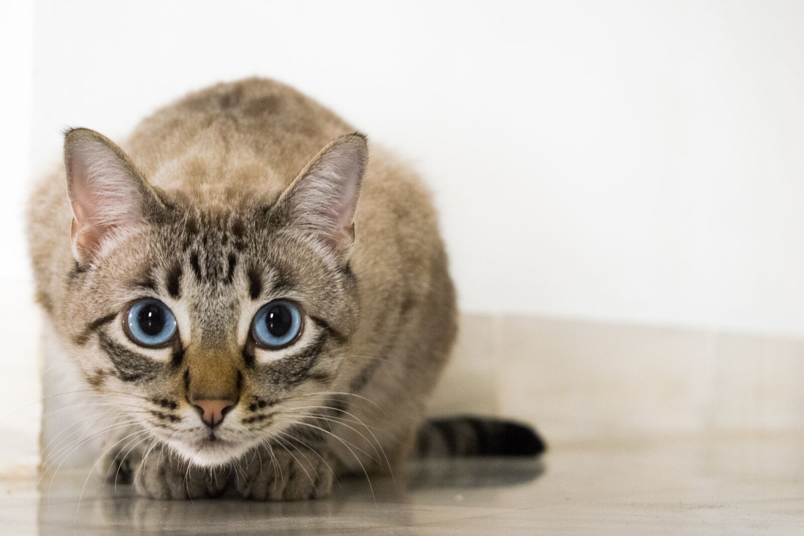 Nikon D5300 sample photo. Cat, animals, pet photography