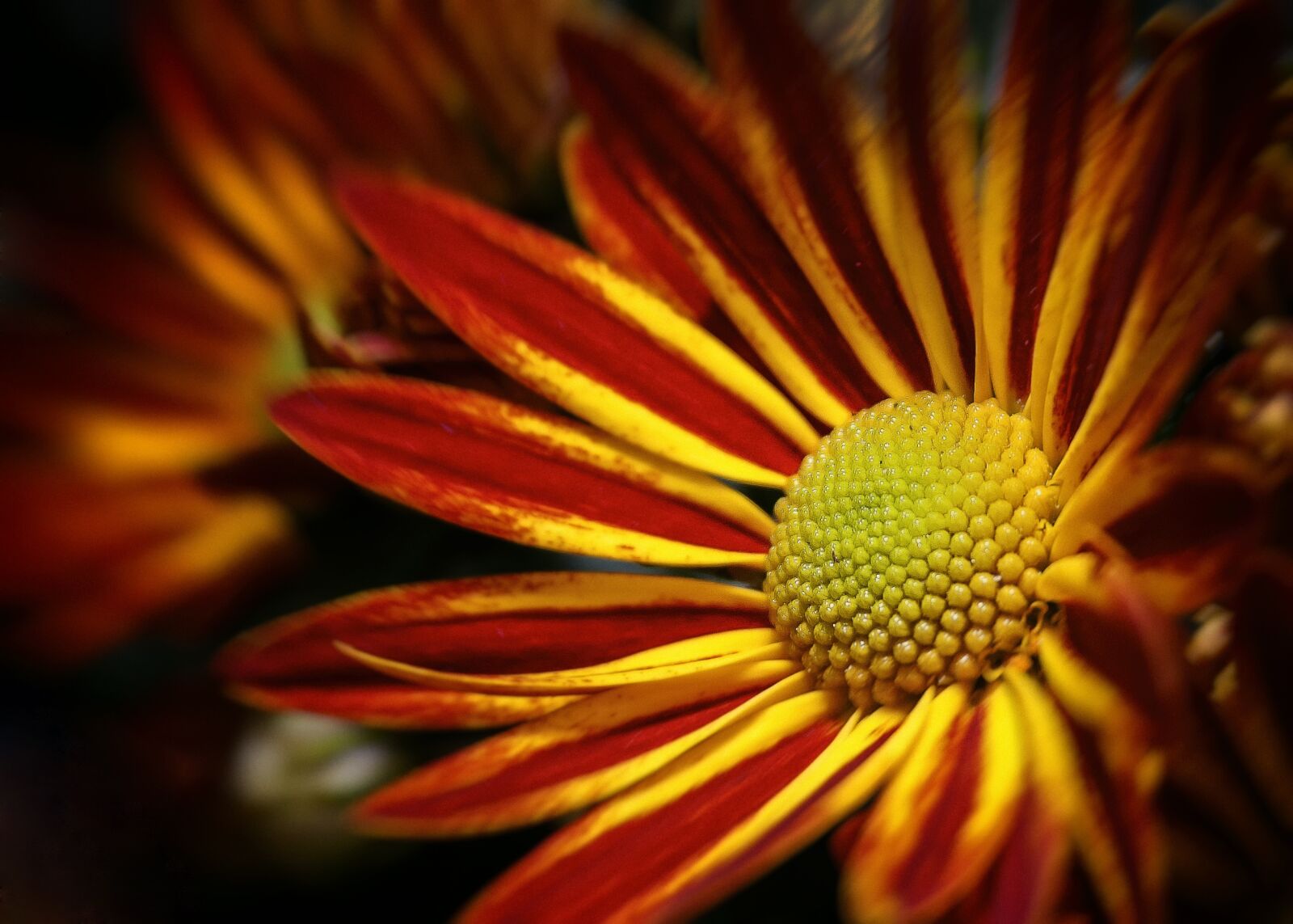Canon EF-S 18-55mm F3.5-5.6 II sample photo. Chrysanthemum, double, yellow photography