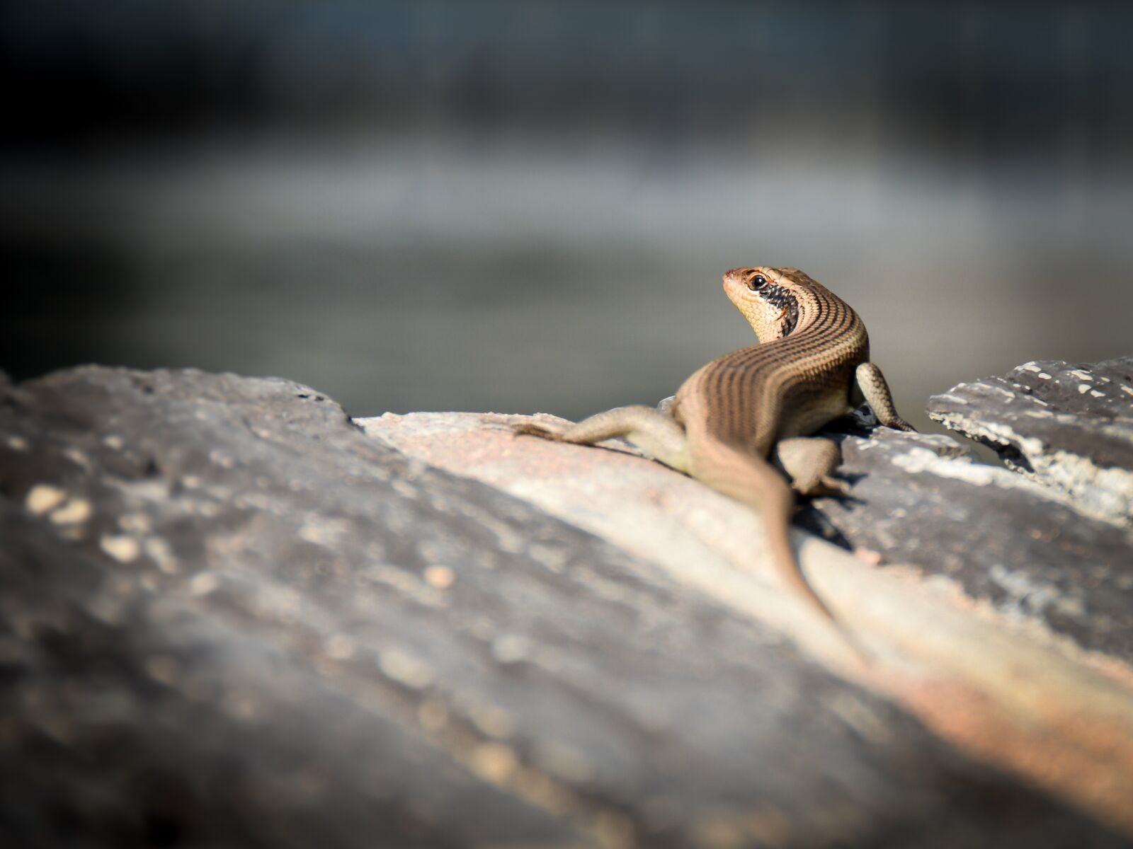 Nikon D5200 sample photo. Animal, small animal, gecko photography