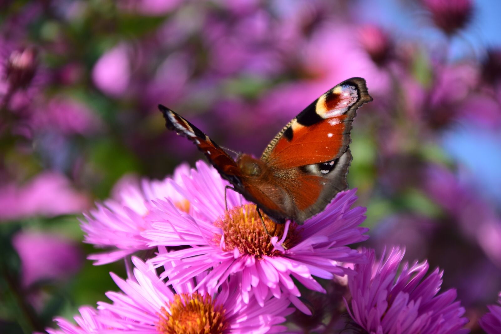 Nikon D3300 sample photo. Aster, peacock, butterfly photography