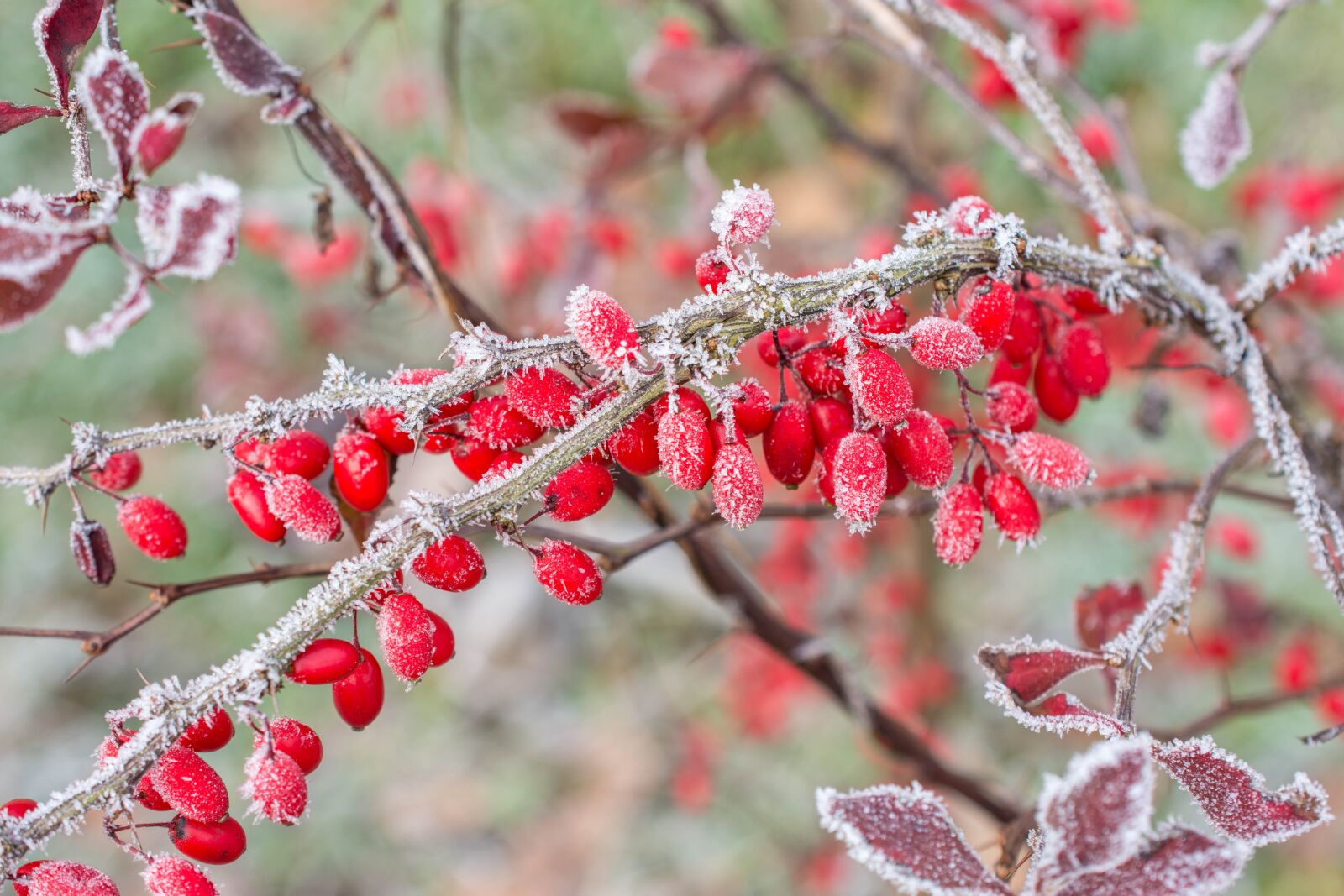 Nikon D7200 sample photo. Icy, fruit, nature photography