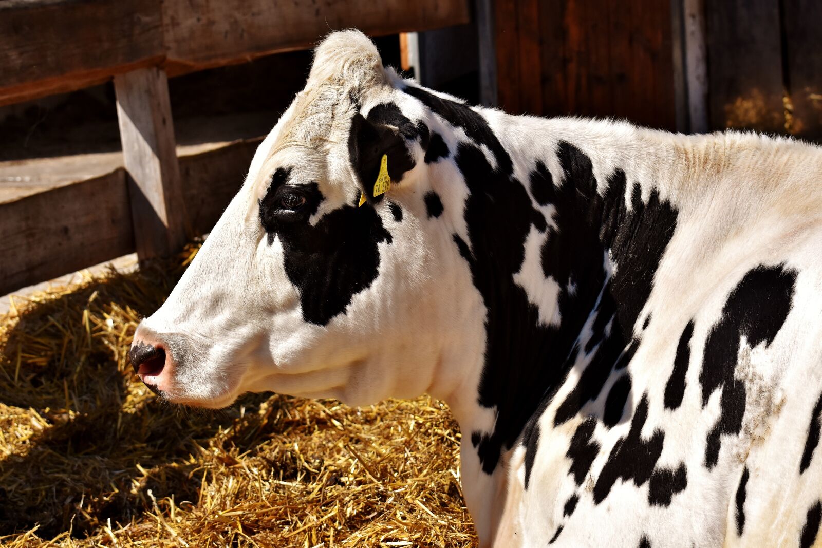 Nikon D7200 sample photo. Cow, beef, black and photography