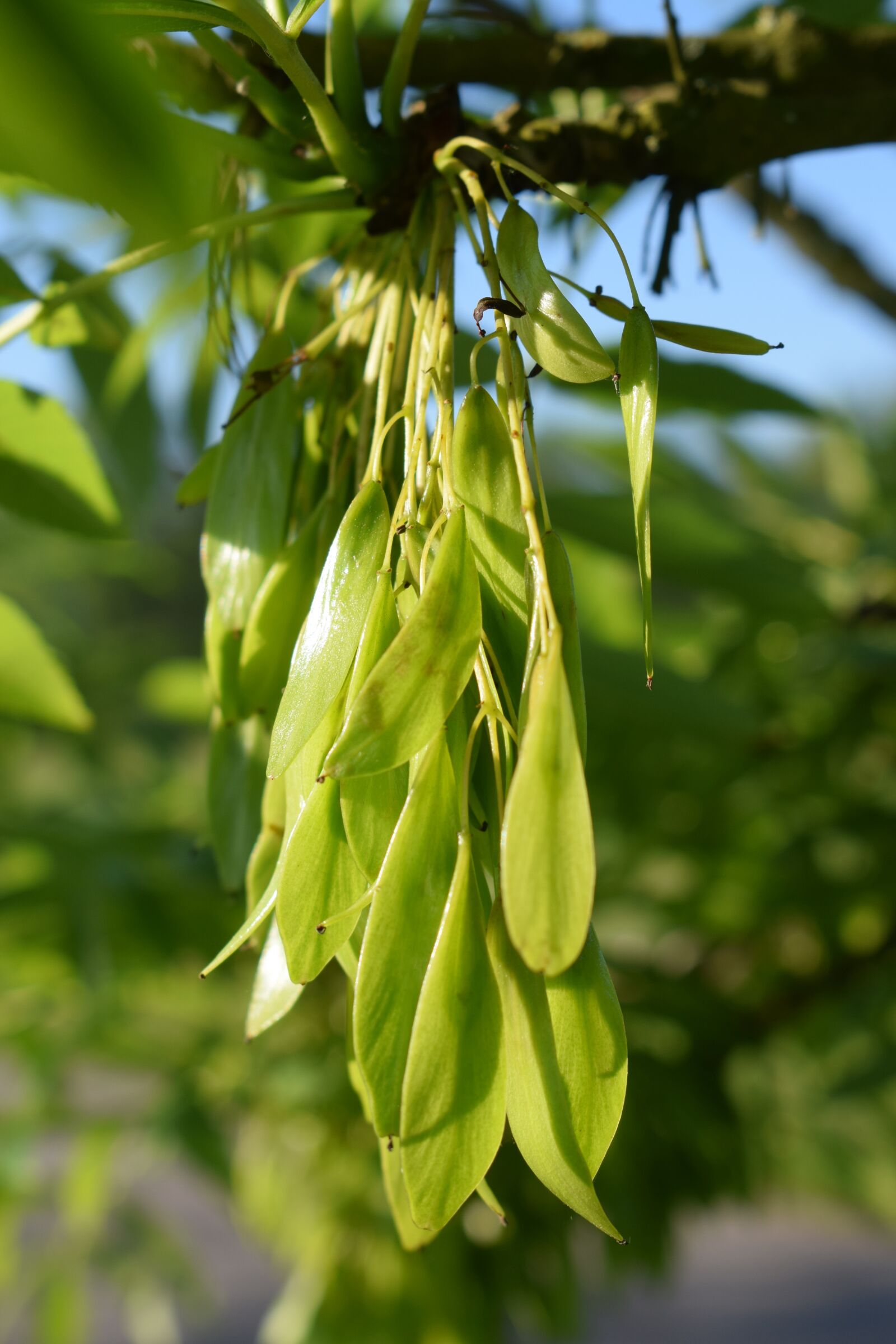 Nikon D5300 sample photo. Ash, seeds, tree photography