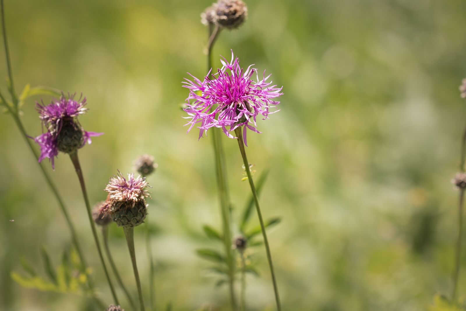 Nikon D7100 sample photo. Meadow, wildflowers, nature photography