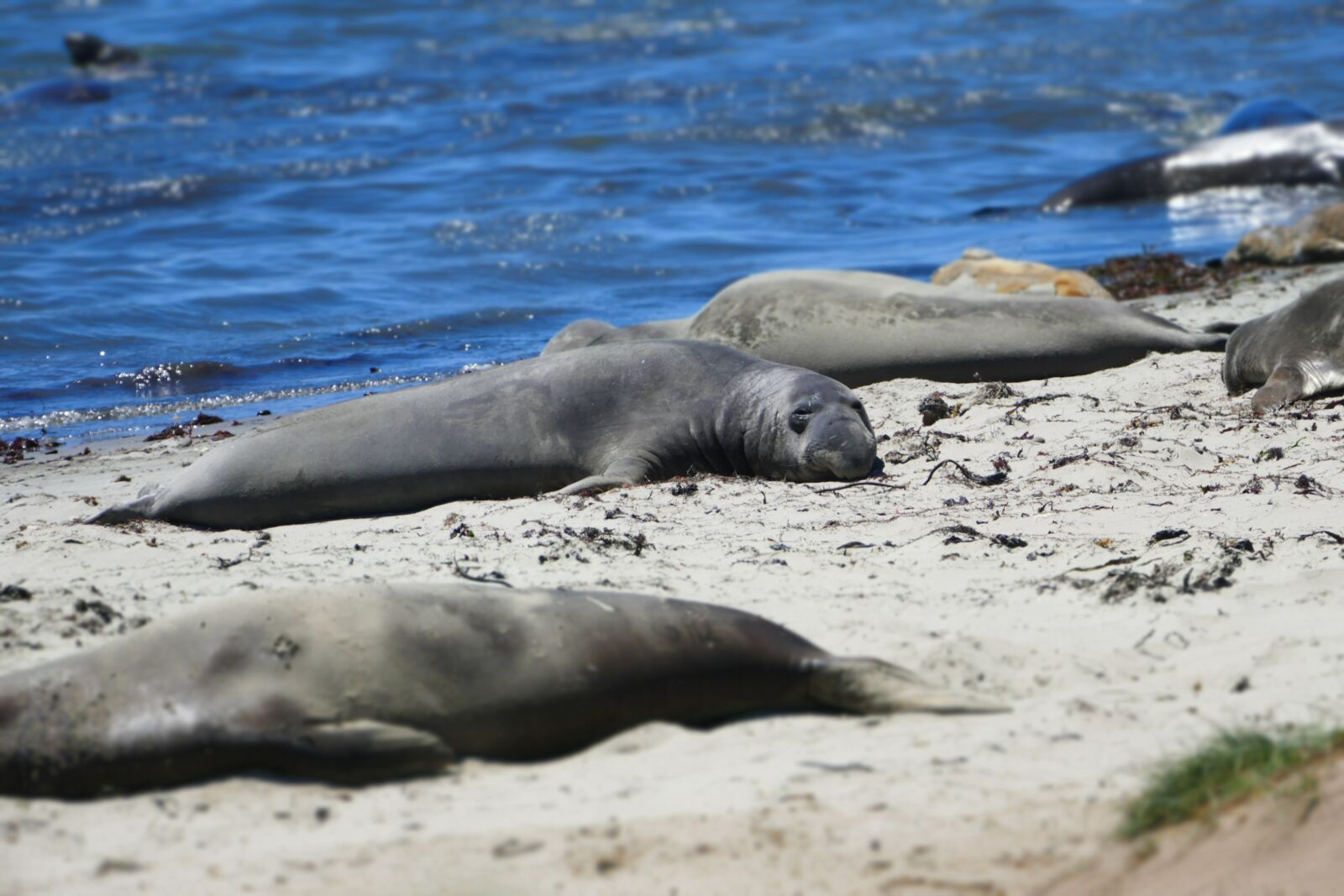 Panasonic Lumix DMC-FZ1000 sample photo. Wildlife, ocean, seal photography