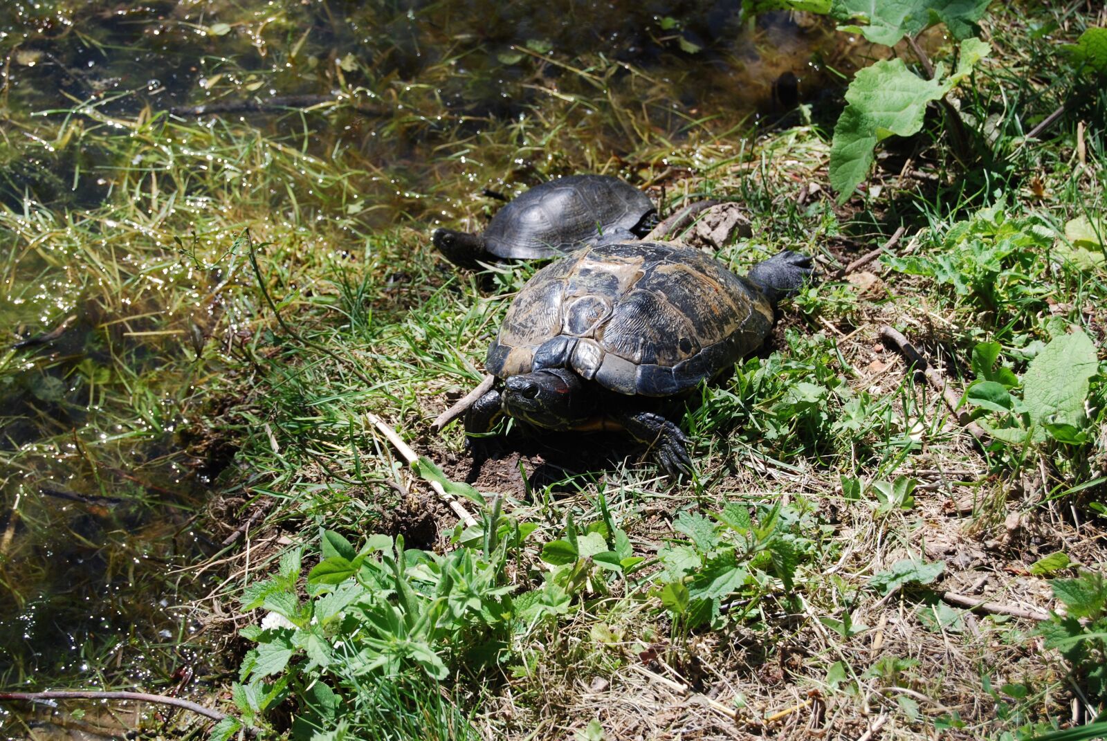 Nikon D60 sample photo. Nature, tortoise, reptile photography