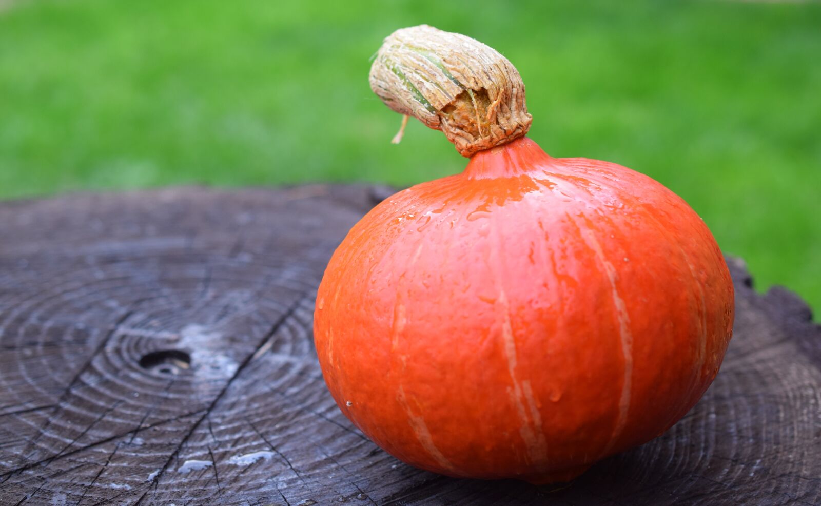 Nikon D3300 sample photo. Pumpkin, autumn, halloween photography