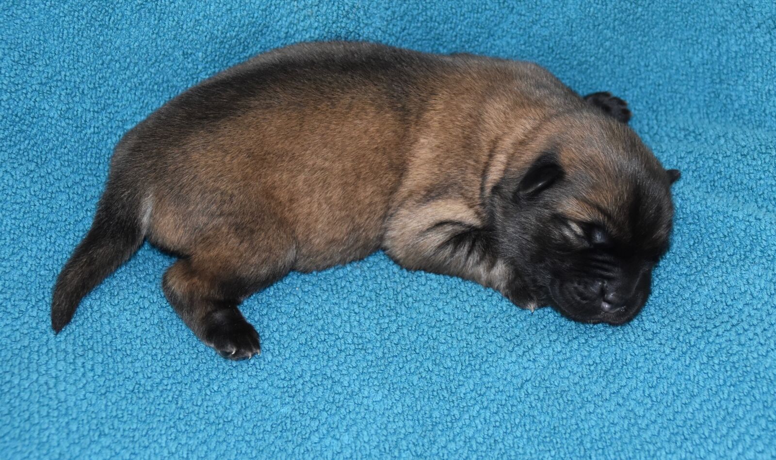 Nikon D5600 sample photo. Puppy, dog, pup photography