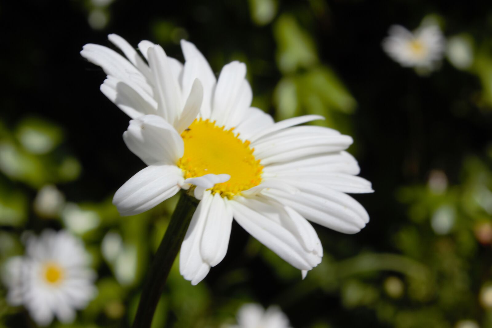 Canon EOS 600D (Rebel EOS T3i / EOS Kiss X5) sample photo. Marguerite, flower, garden photography