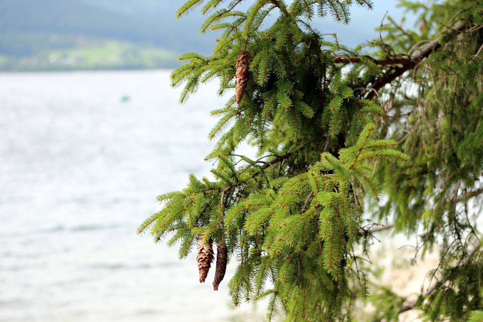 Canon EOS 600D (Rebel EOS T3i / EOS Kiss X5) sample photo. Conifer, spruce, tap photography
