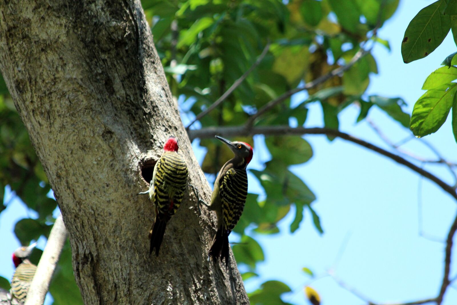 Canon EOS 650D (EOS Rebel T4i / EOS Kiss X6i) sample photo. Woodpecker, hispaniolan woodpecker, melanerpes photography