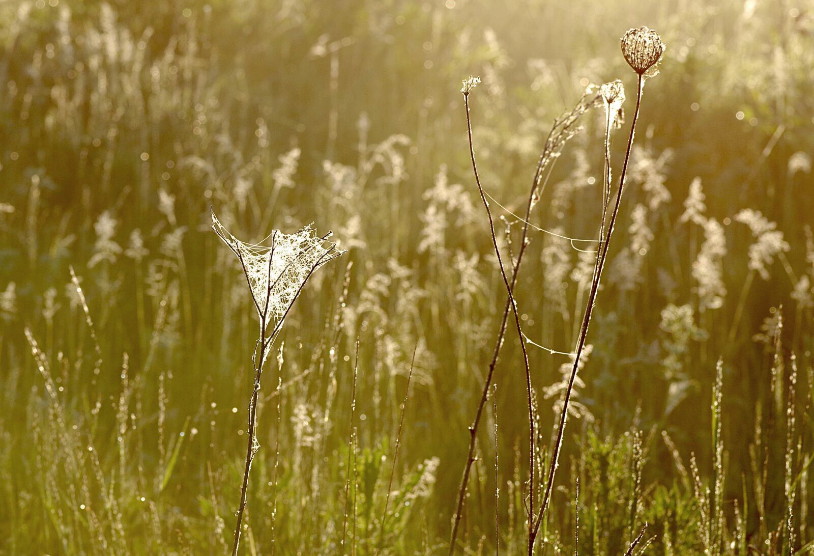 Pentax K-S2 sample photo. Grass, cobweb, rosa photography
