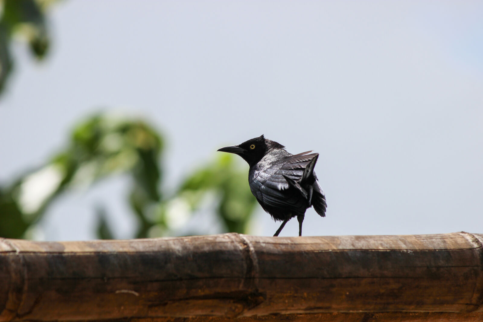 Canon EF-S 55-250mm F4-5.6 IS II sample photo. Bird, black, bird, pajaro photography