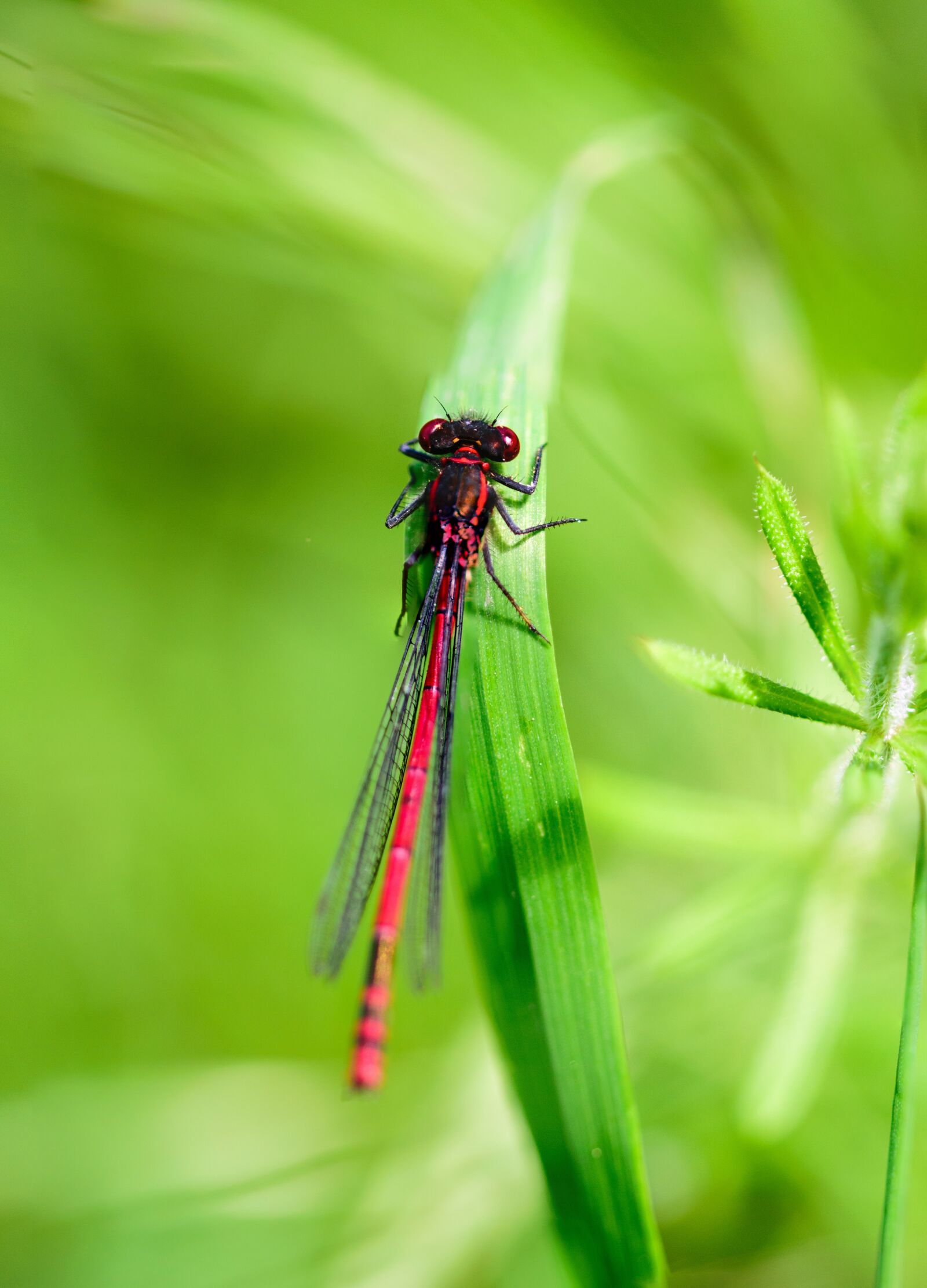 Nikon D5300 sample photo. Insect, dragonfly, macro photography