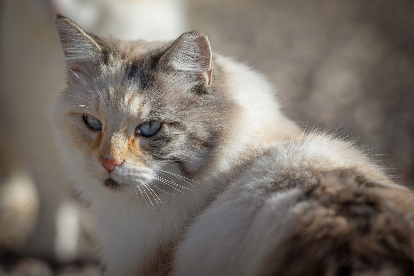 Nikon D7200 sample photo. Cat, animal, pet photography