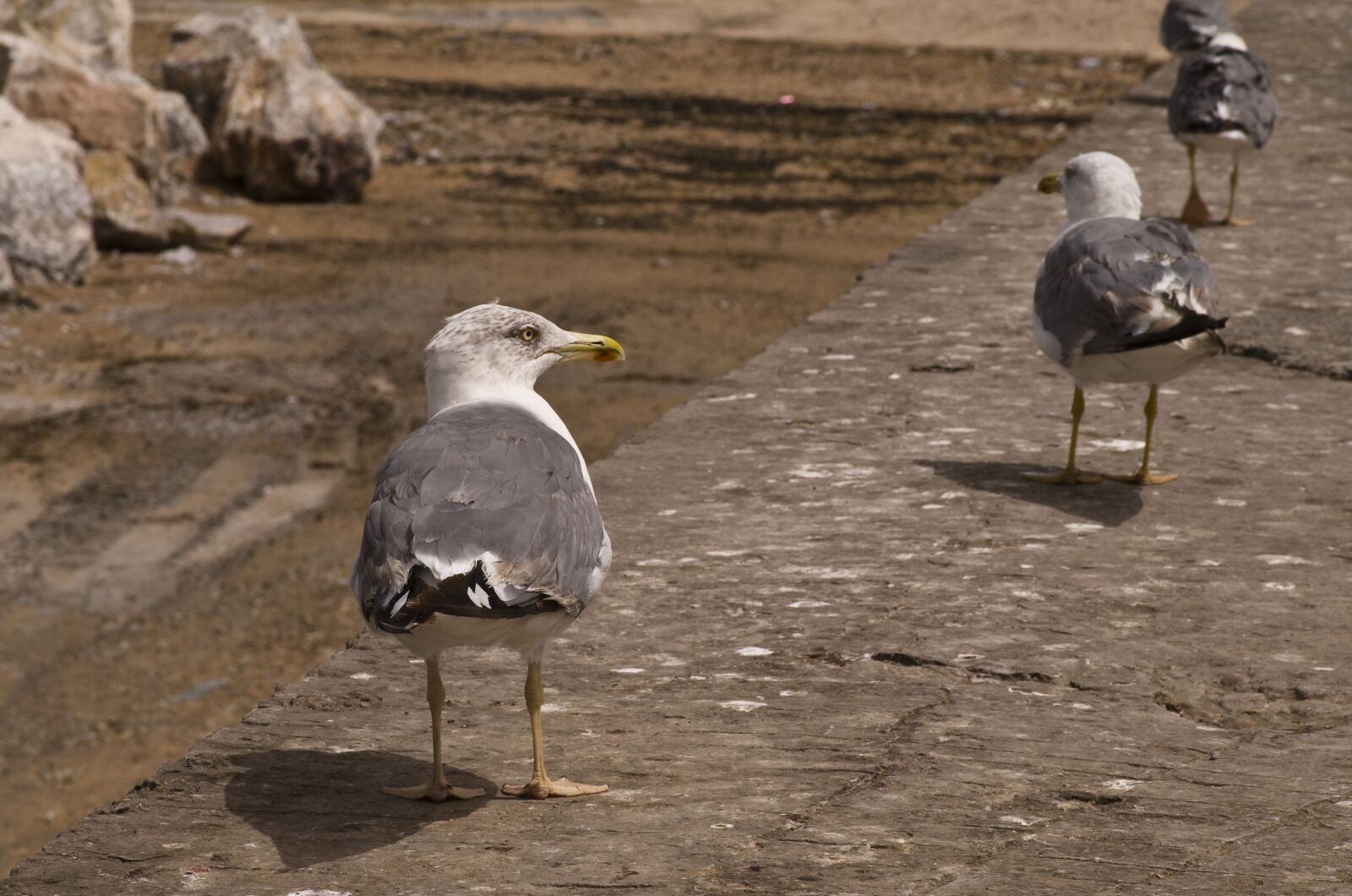 Pentax K-30 sample photo. Seagull, sea, atlantic photography