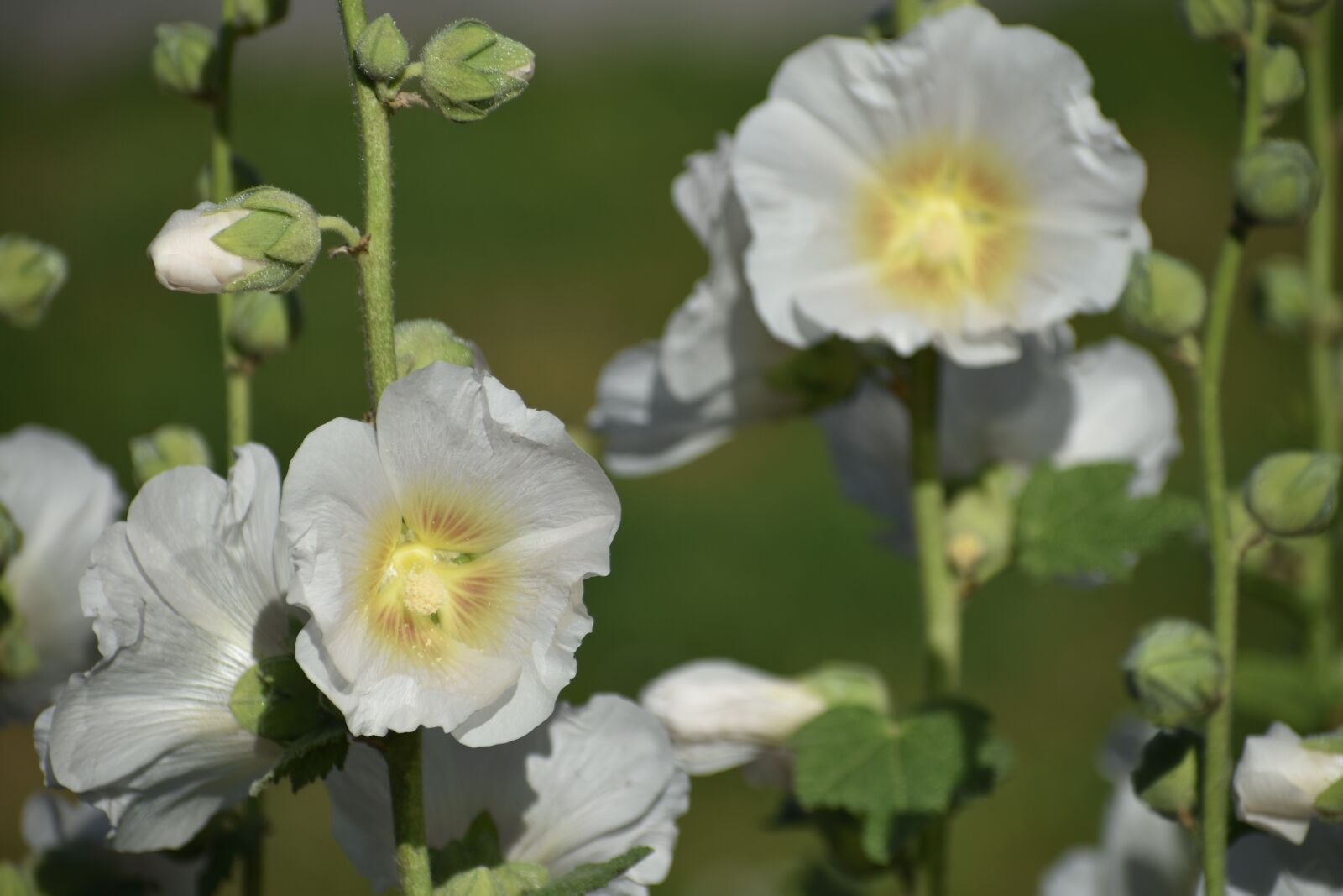 Nikon D3400 sample photo. Flower, macro, garden photography