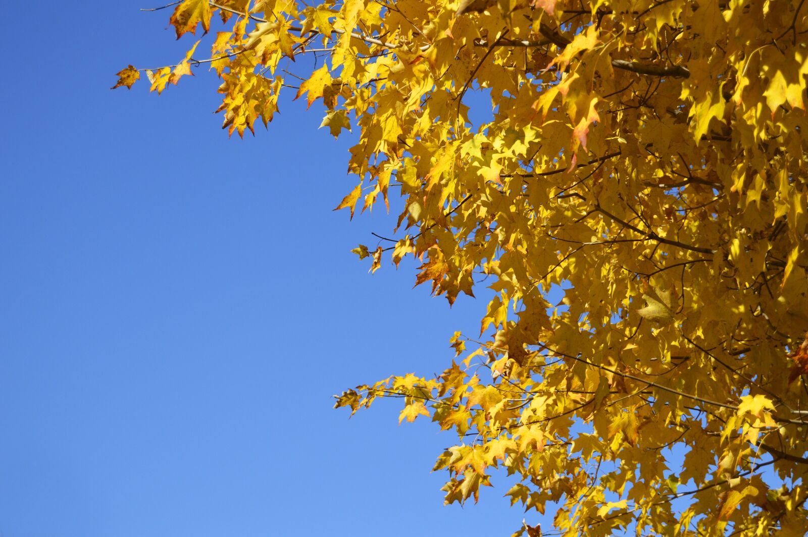 Nikon D3200 sample photo. Yellow, tree, orange photography