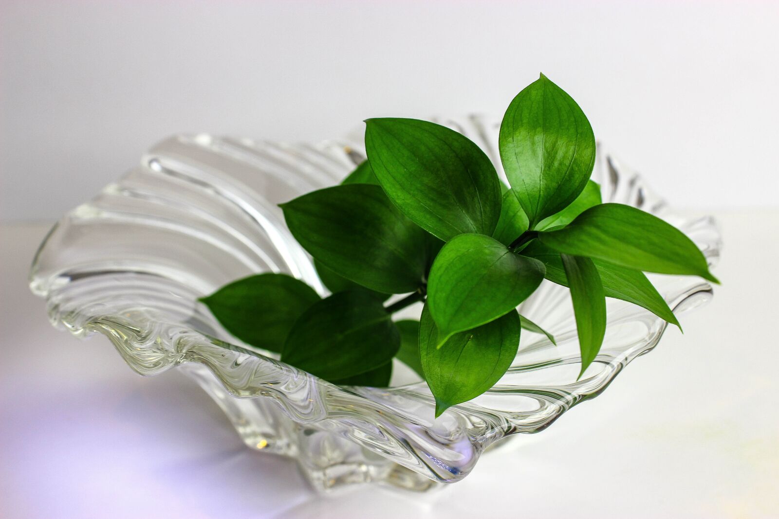 Canon EOS 600D (Rebel EOS T3i / EOS Kiss X5) sample photo. Leaf, crystal base, plant photography