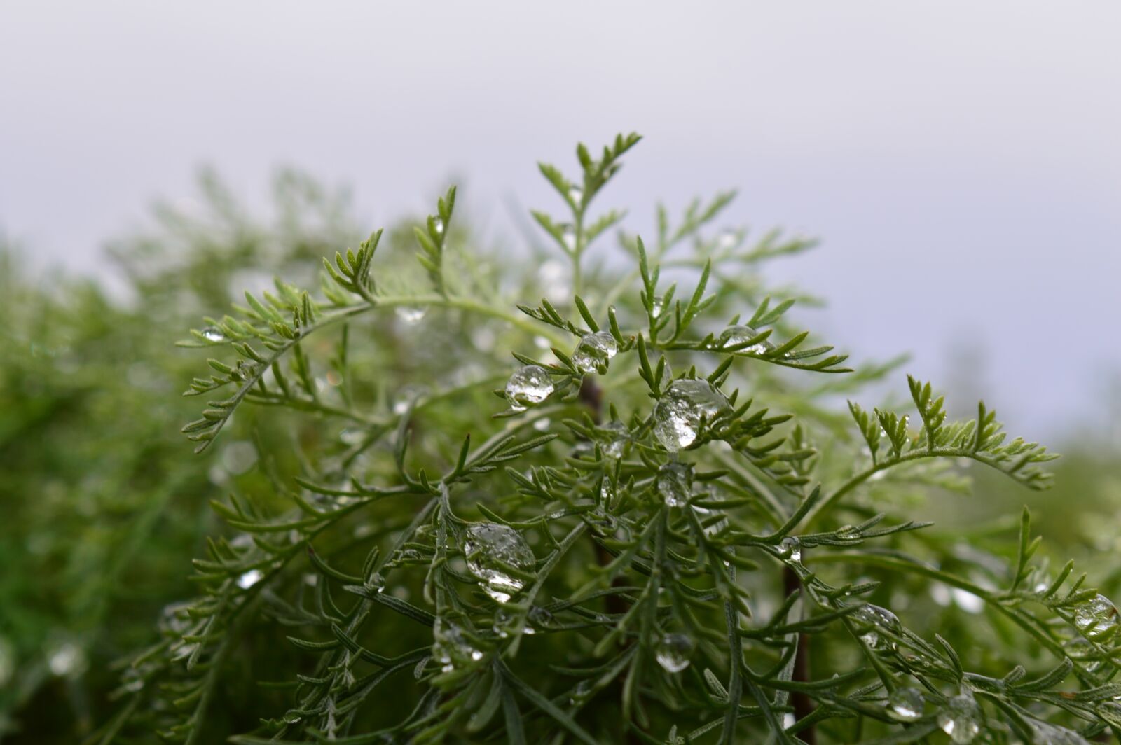 Nikon D3200 sample photo. Drops, polinka, green photography