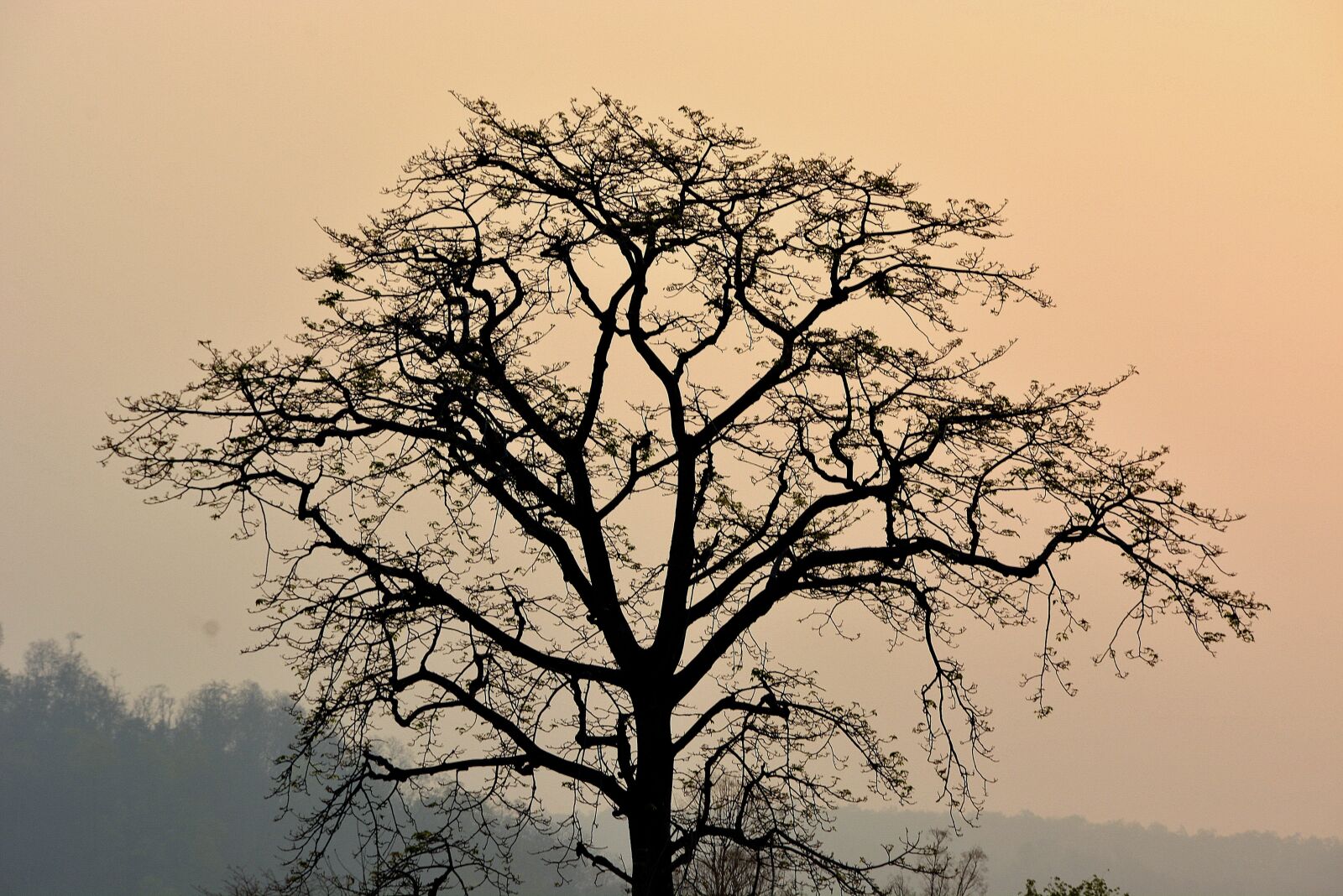 Nikon D5200 sample photo. Tree, branches, plant photography